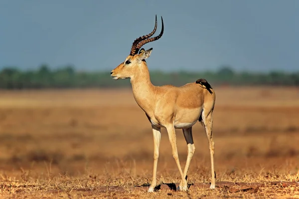 Samčí Impala Antilopa Aepyceros Melampus Ptákem Oxpeckerem Národním Parkem Matusadona — Stock fotografie