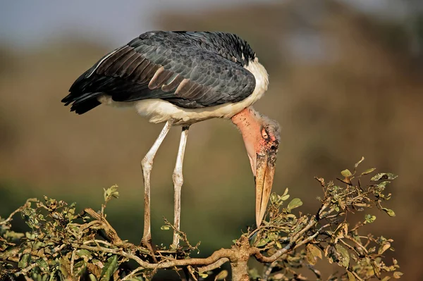 Marabou Stork Leptoptilos Crumeniferus Ett Träd Kruger National Park Sydafrika — Stockfoto