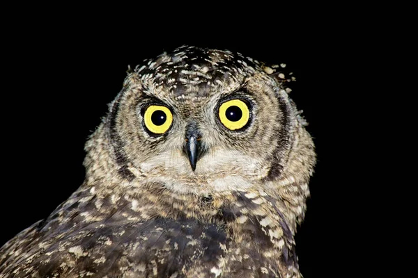 Retrato Uma Coruja Águia Manchada Bubo Africanus Preto África Sul — Fotografia de Stock