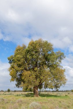 Güney Avustralya 'da bulutlu bir gökyüzüne karşı çayırda büyük bir okaliptüs ağacı.