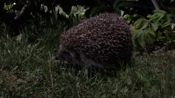 Hedgehog Nature Night Sciene — Stock Video