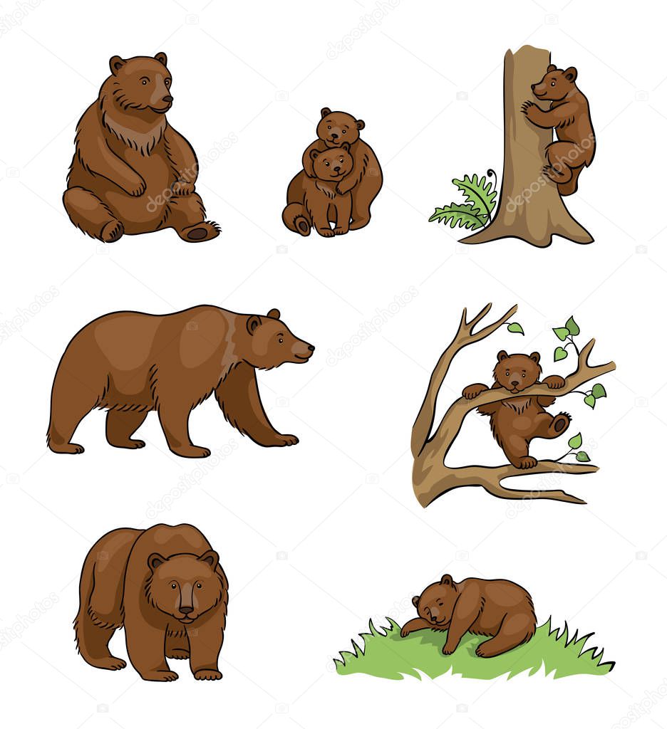 Brown bears - udults and cubs. Vector illustration. EPS8