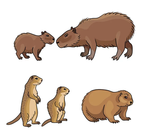 conjunto de capivara fofa. ilustração em vetor cor de capivara. desenho de  um animal em estilo cartoon. 13021571 Vetor no Vecteezy