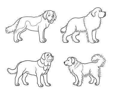 Anahatları (St. Bernard, Newfoundland, İspanyol mastiff, Kafkas çoban) - vektör çizim içinde farklı cins köpekler