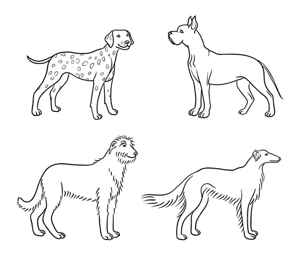 Собаки Разных Пород Очертаниях Далматинский Далматинский Ирландский Волкодав Борзой Векторная — стоковый вектор