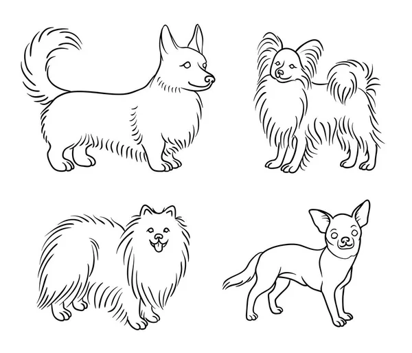 Hundar Olika Raser Konturer Welsh Corgi Papillon Pomeranian Chihuahua Vektorillustration — Stock vektor