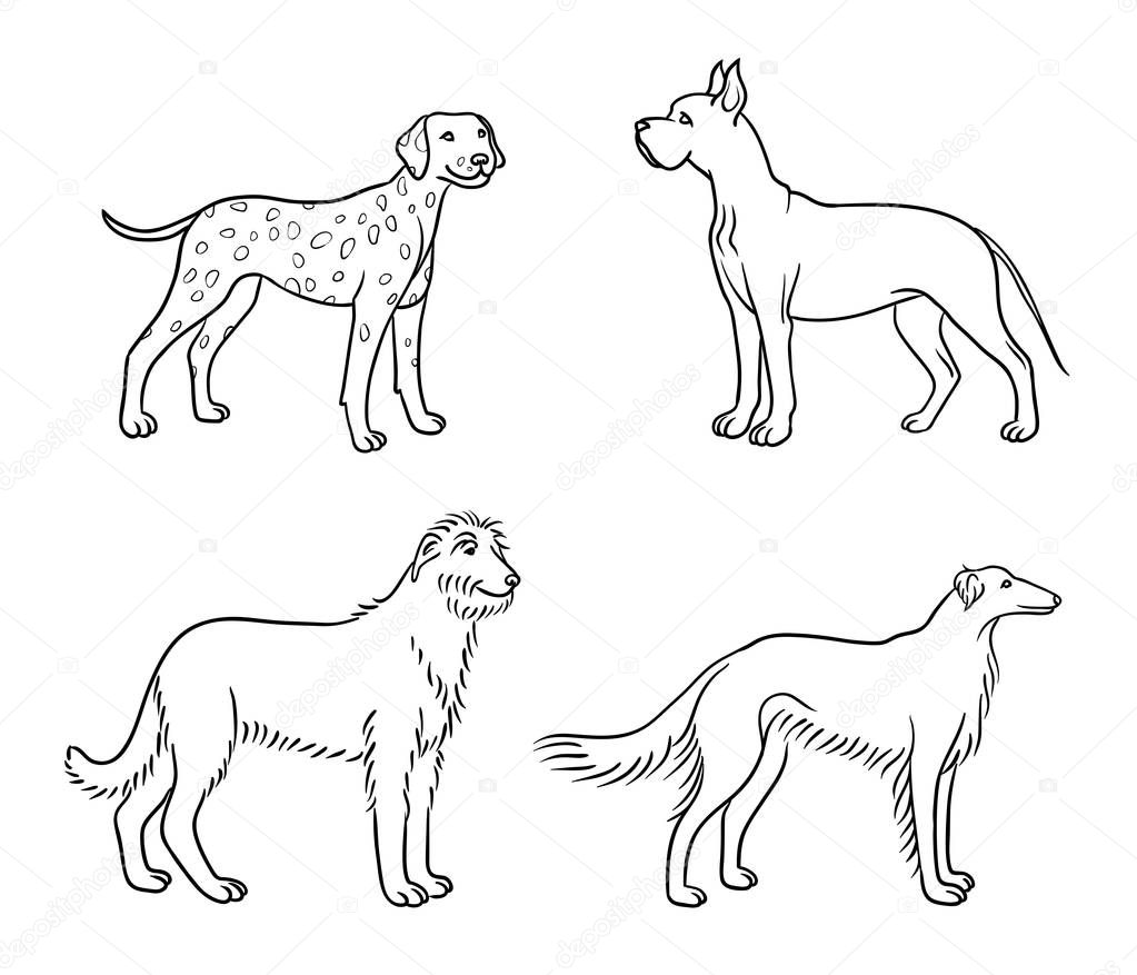 Dogs of different breeds in outlines (great dane, dalmatian, irish wolfhound, borzoi) - vector illustration