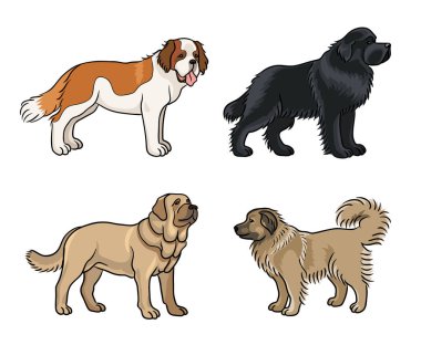 Köpekler in farklı doğurmak-renkli (St. Bernard, Newfoundland, İspanyol mastiff, Kafkas çoban) - vektör çizim