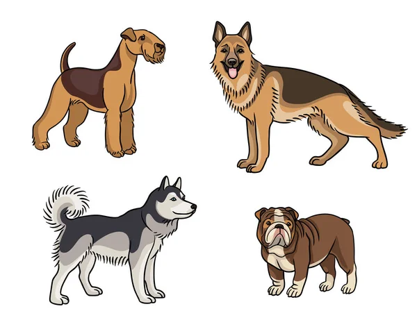 Σκυλιά Διαφορετικών Φυλών Χρώμα Ουαλικά Τεριέ Χάσκι Μπουλντόγκ Γερμανικός Ποιμενικός — Διανυσματικό Αρχείο