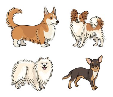Renkli farklı ırkların Köpekler (galce corgi, papillon, pomeranian, chihuahua) - vektör illüstrasyon