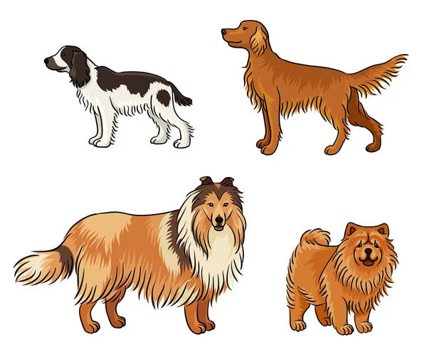 Собаки Разных Пород Цвете Русский Спаниель Ирландский Сеттер Колли Чау — стоковый вектор