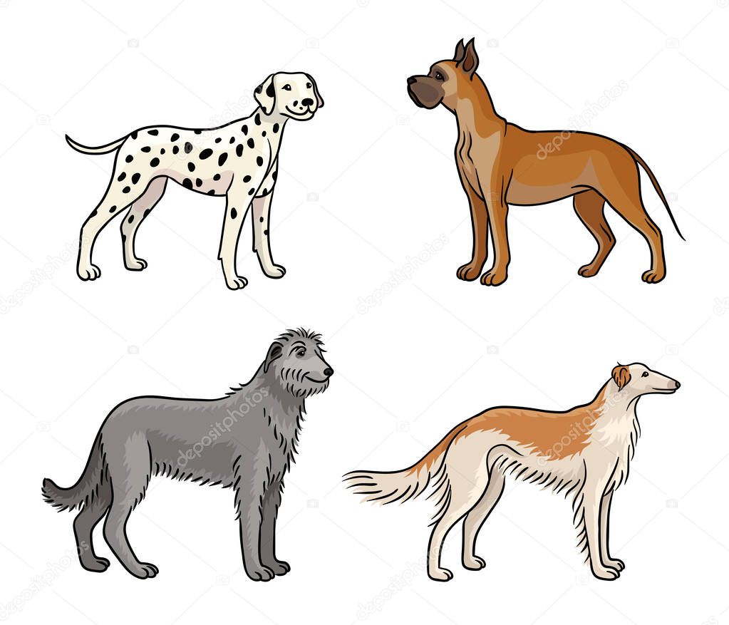 Dogs of different breeds in color (great dane, dalmatian, irish wolfhound, borzoi) - vector illustration