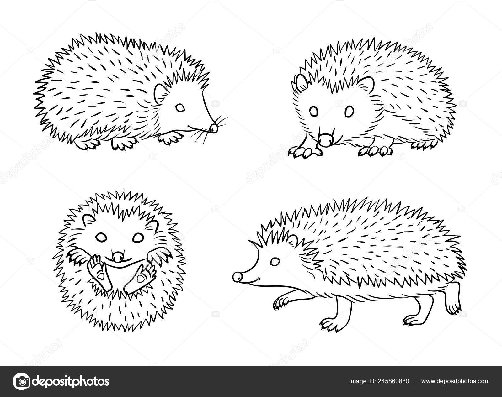 hedgehog illustration black and white