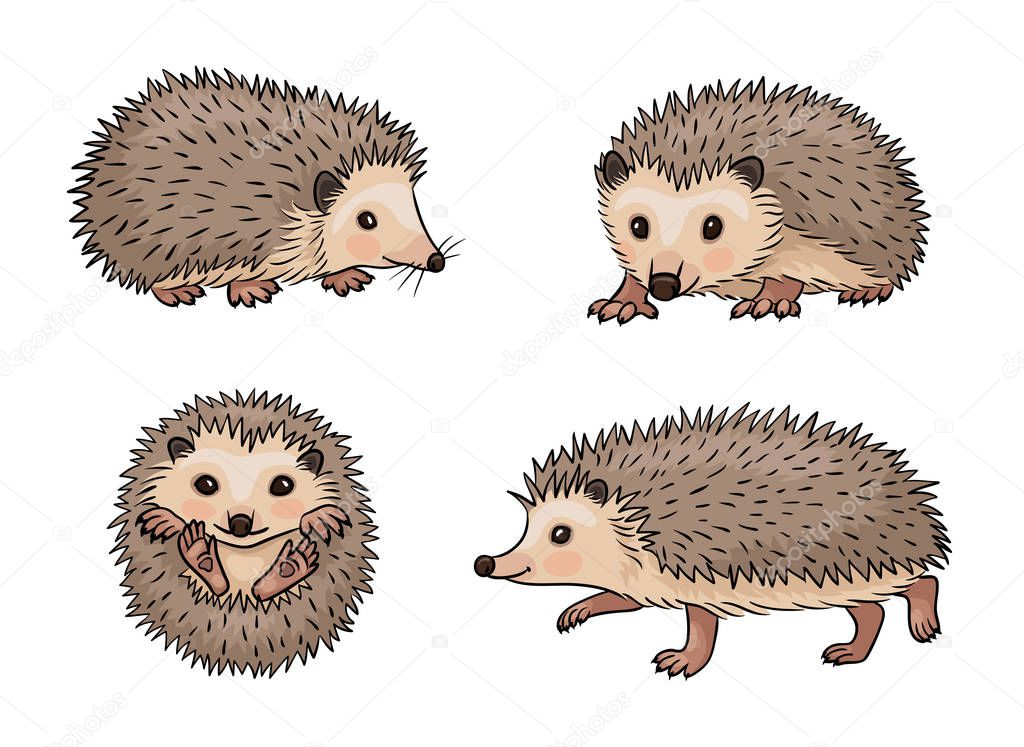 Cute hedgehogs. Vector illustration. EPS8