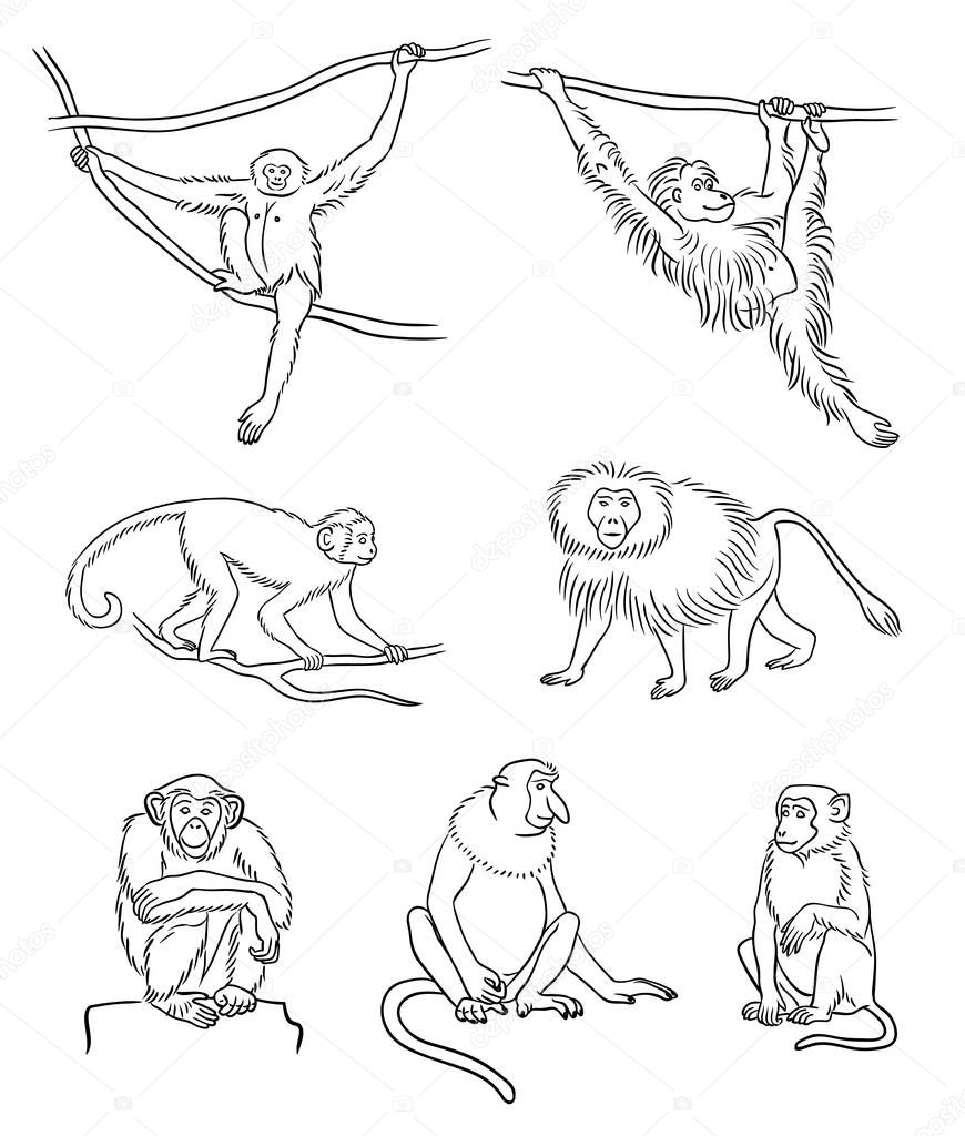Set of different monkeys in outlines. Vector illustration.