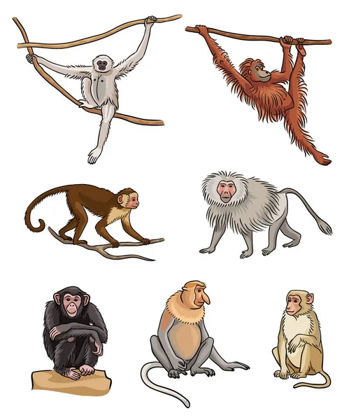 Ensemble de singes différents - illustration vectorielle — Image vectorielle