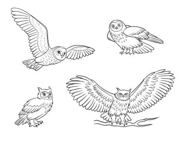 Anahatlar içinde baykuşlar-vektör illüstrasyon