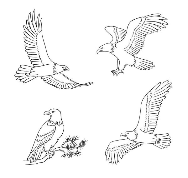 Weißkopfseeadler in Umrissen - Vektorillustration — Stockvektor