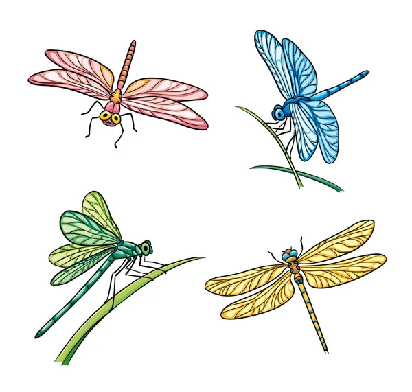 Set of different dragonflies - vector illustration — Stock Vector