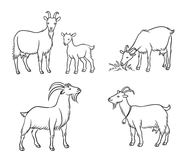Набор различных коз по контурам - векторная иллюстрация — стоковый вектор