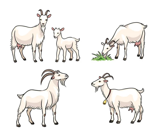 Набор белых коз - векторная иллюстрация — стоковый вектор