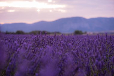 Mor alanıyla lavanta kokulu çiçekler