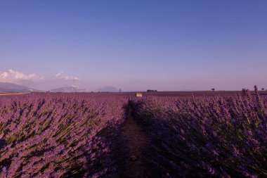 Mor alanıyla lavanta kokulu çiçekler