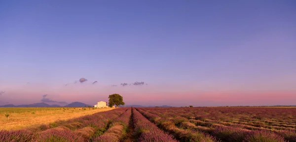 Lila Lavendelblommor Fält Med Lonely Tree Valensole Provence Frankrike — Stockfoto