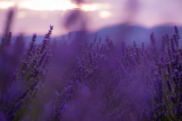 Campo Viola Lavanda Con Fiori Aromatici — Foto Stock