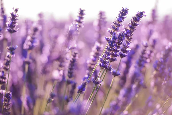 Lavendel Lila Feld Mit Aromatischen Blüten — Stockfoto