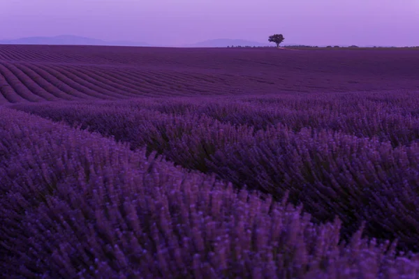 Изумительное Фиолетовое Поле Лаванды — стоковое фото
