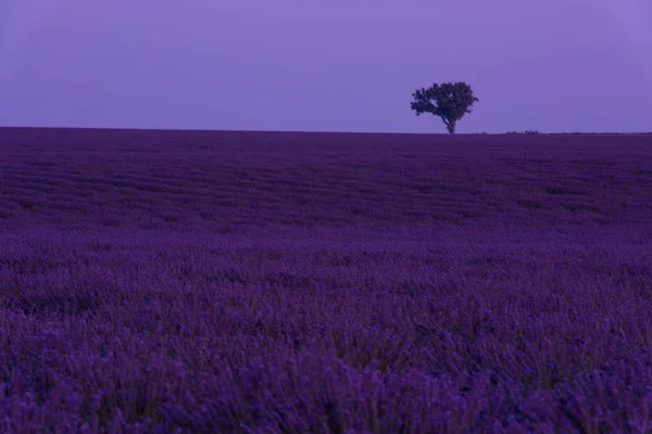 驚くべき紫ラベンダー花フィールド — ストック写真