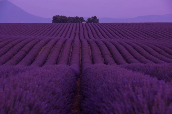 Lavanda Campo Roxo Com Flores Aromáticas — Fotografia de Stock