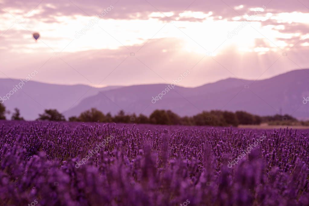 lavender purple field with aromatic flowers