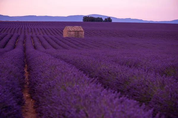 Фиолетовый Лавандовый Цветок Поля Одиноким Старым Домом — стоковое фото