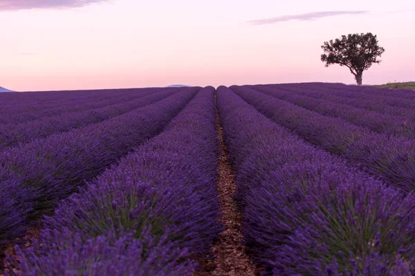 Дивовижне Фіолетове Поле Квітами Лаванди — стокове фото