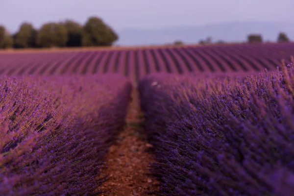薰衣草紫色的田野与芳香的花朵 — 图库照片