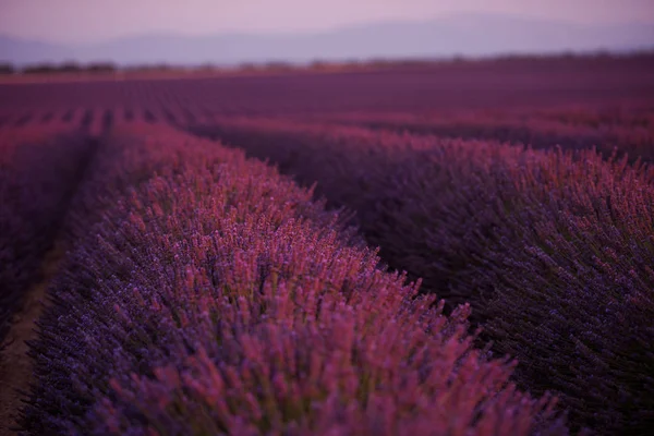 stock image lavender purple field with aromatic flowers