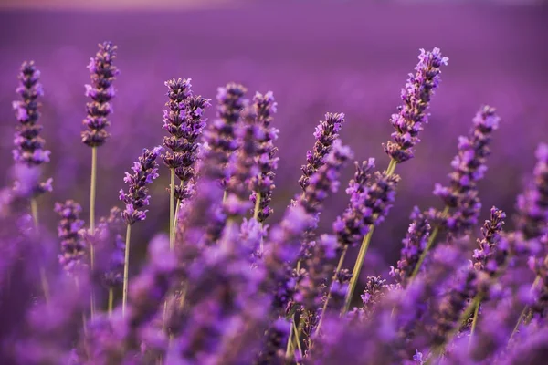 Champ Violet Lavande Avec Des Fleurs Aromatiques — Photo