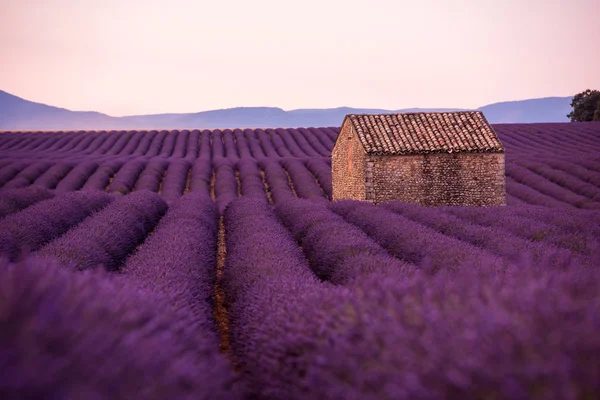 Lila Lavendel Blommor Fält Med Ensamma Gamla Hus — Stockfoto