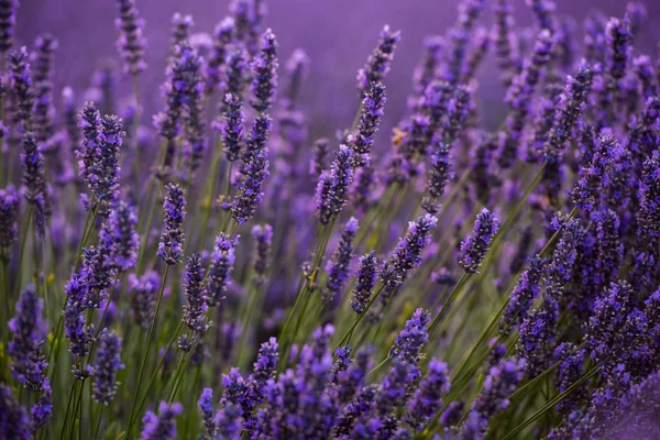 Champ Violet Lavande Avec Des Fleurs Aromatiques — Photo