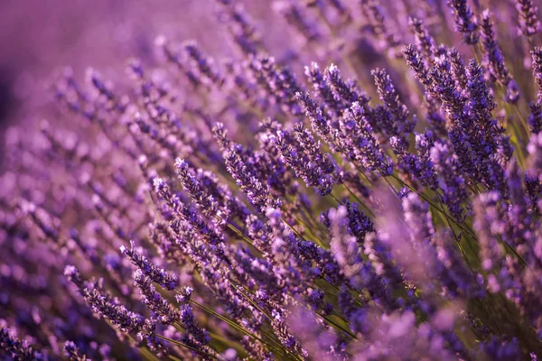 Champ Violet Lavande Avec Des Fleurs Aromatiques — Photo