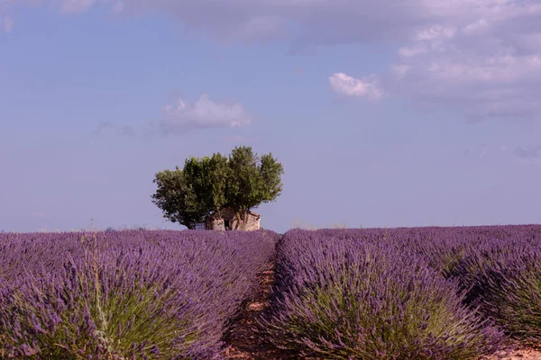 Campo Flores Lavanda Roxo Incrível — Fotografia de Stock