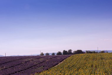 Lavanta ve ayçiçeği alan mor aromatik çiçek valensole Provence yakınındaki Fransa