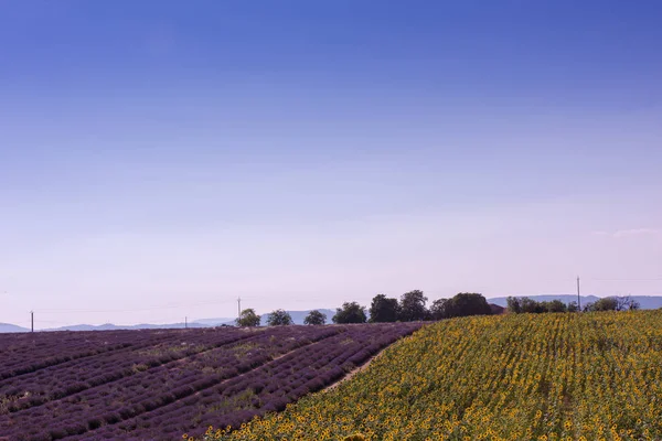 Lavender Sunflower Field Purple Aromatic Flowers Valensole Provence France — Stock Photo, Image