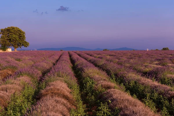 Lawenda Pole Fioletowy Aromatyczne Kwiaty — Zdjęcie stockowe