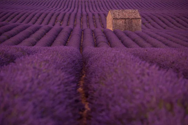 Campo Flores Lavanda Púrpura Con Casa Vieja Solitaria —  Fotos de Stock