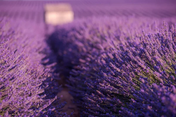 Lavendel Paars Veld Met Aromatische Bloemen — Stockfoto