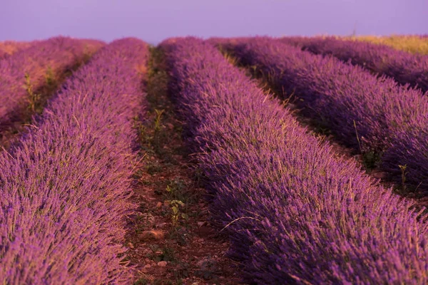 Lavender Purple Pole Aromatickými Květy — Stock fotografie