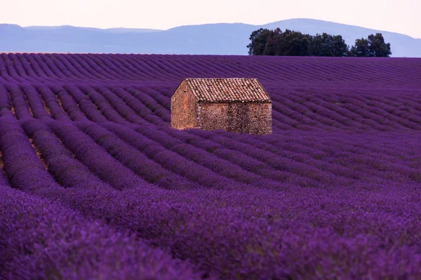 Campo Flores Lavanda Púrpura Con Casa Vieja Solitaria —  Fotos de Stock